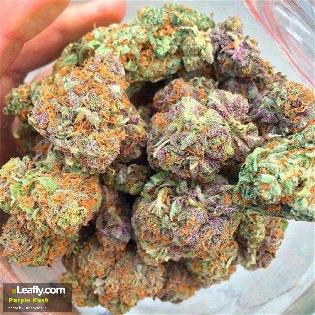 Best Marijuana Strains for Migraines ATTN